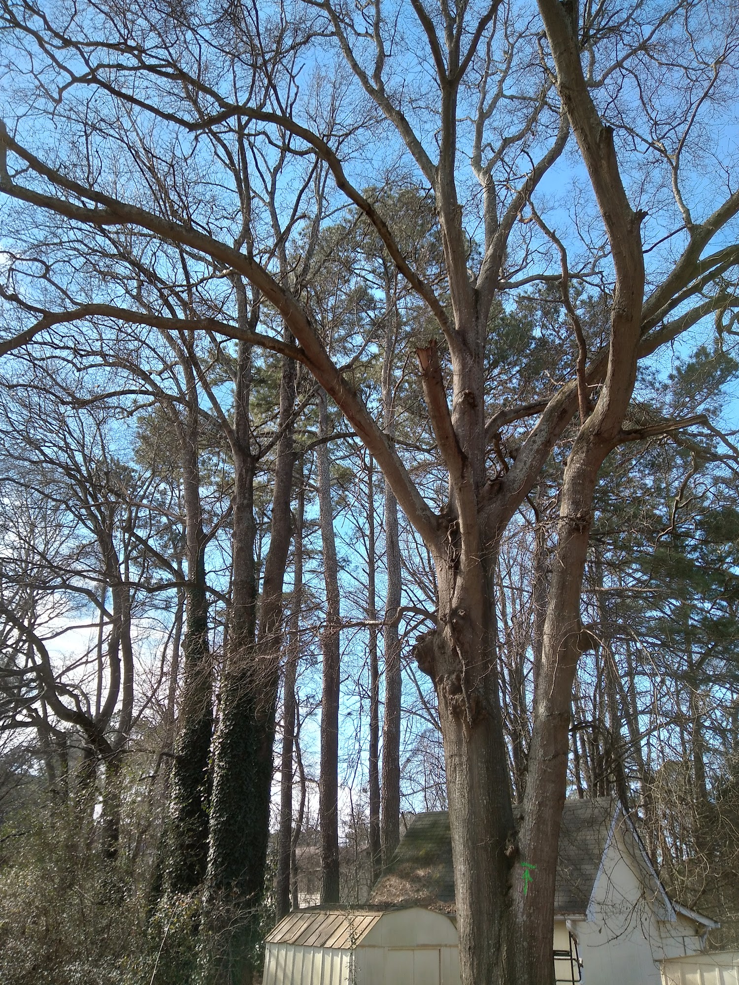 Expert Tree Services