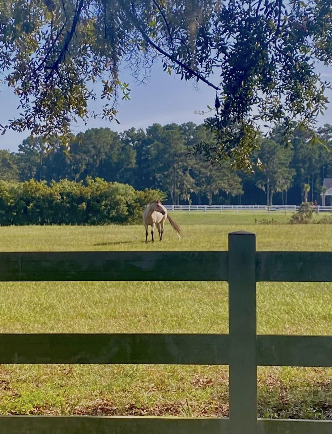 Bluff Creek Stables Midway