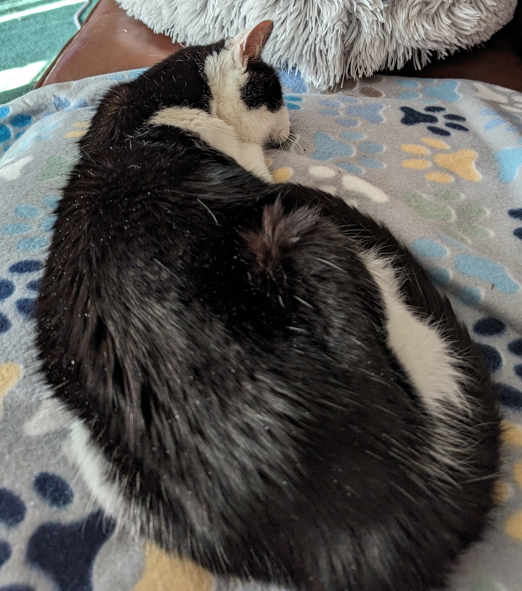 Council Cheryl DVM Milledgeville