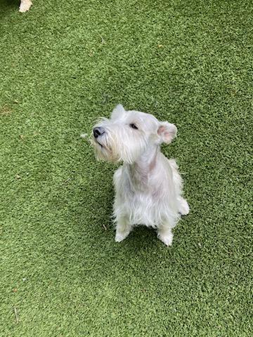 Ruff House Dog Resort Milton