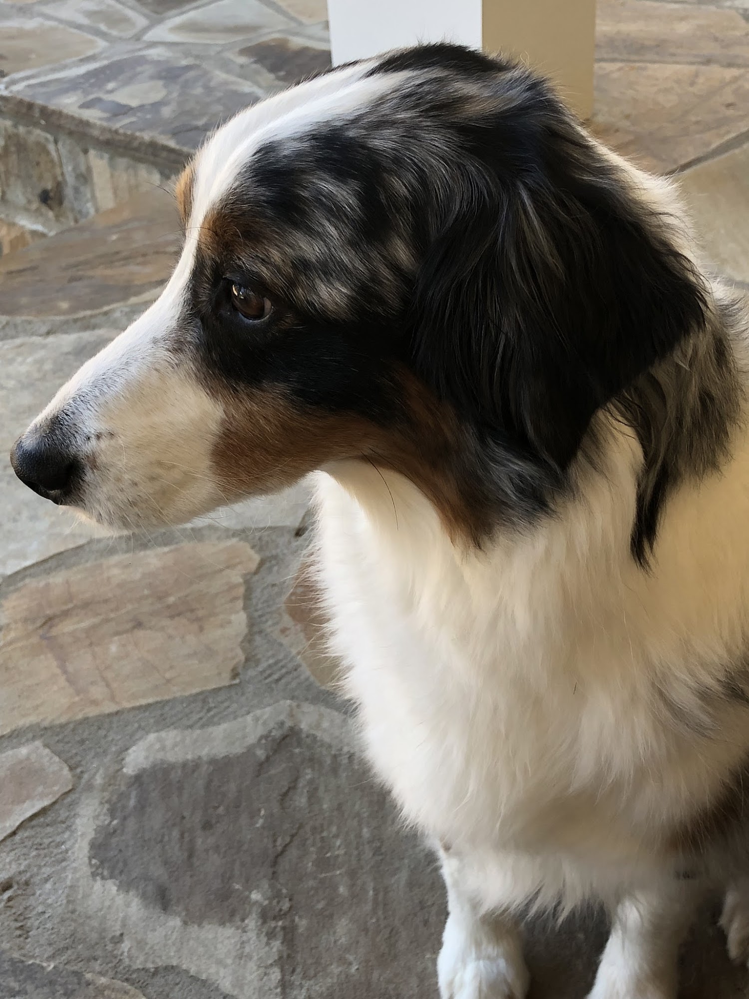 Tamberly Animal Hospital Milton