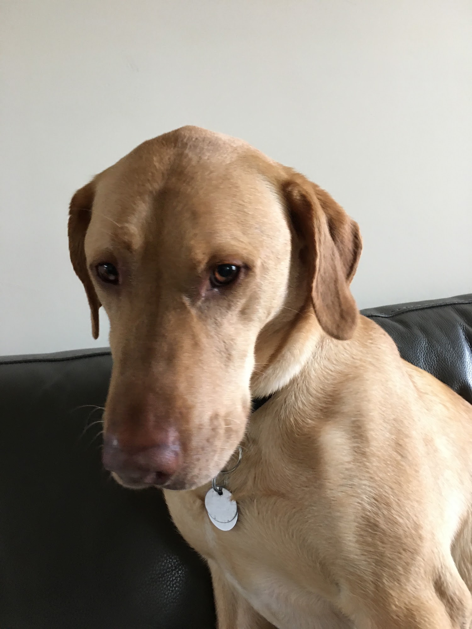 USDA National Detector Dog Training Center