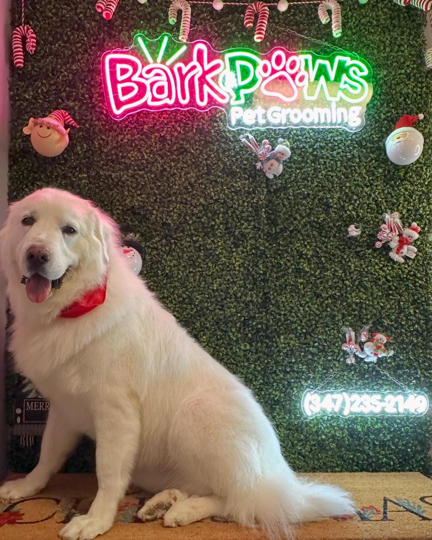 Bark & Paws 4315 McEver Rd B-4, Oakwood Georgia 30566