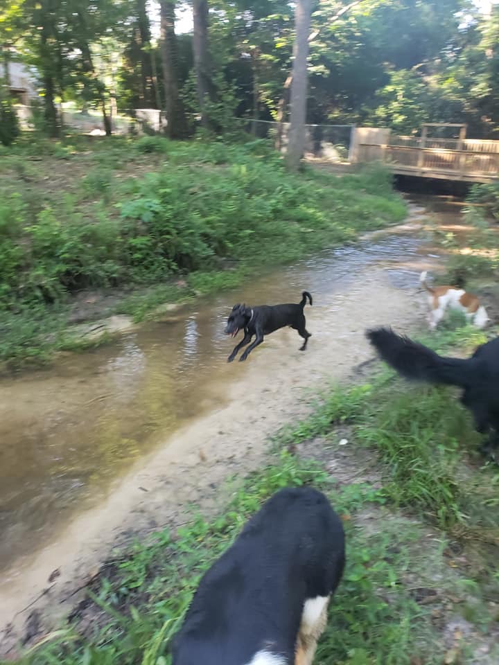 Canine Clubhouse Perry