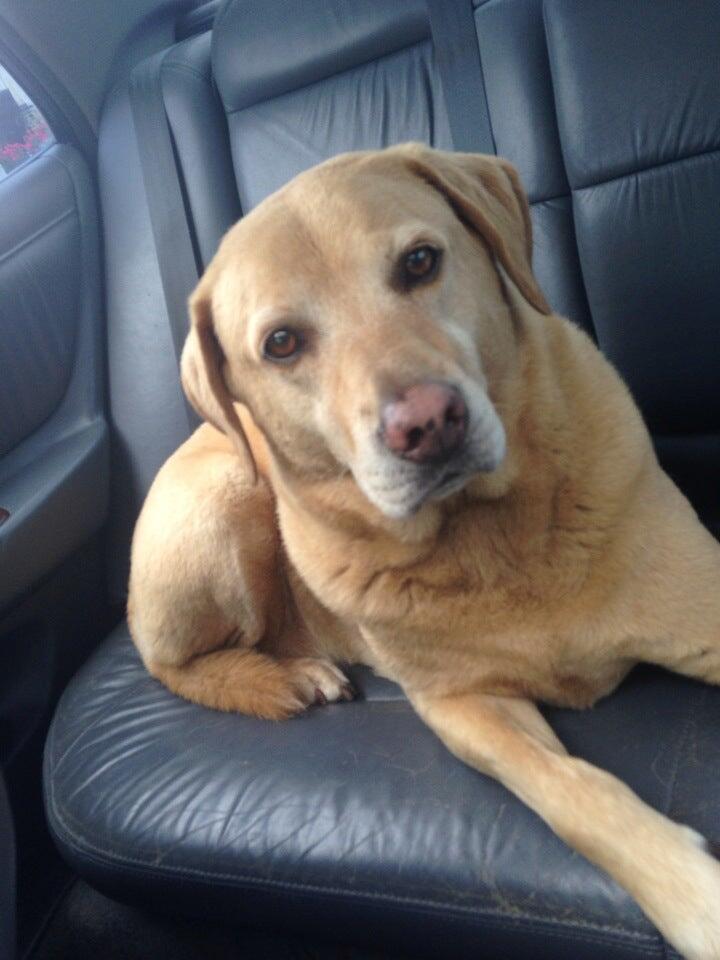 Top Dog Grooming Spa Rincon