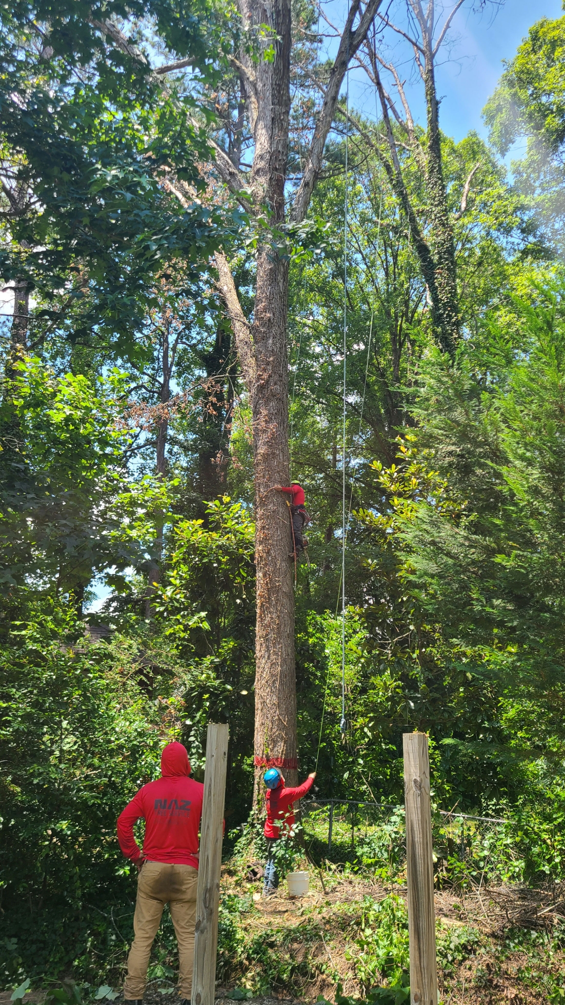 Naz Tree Service