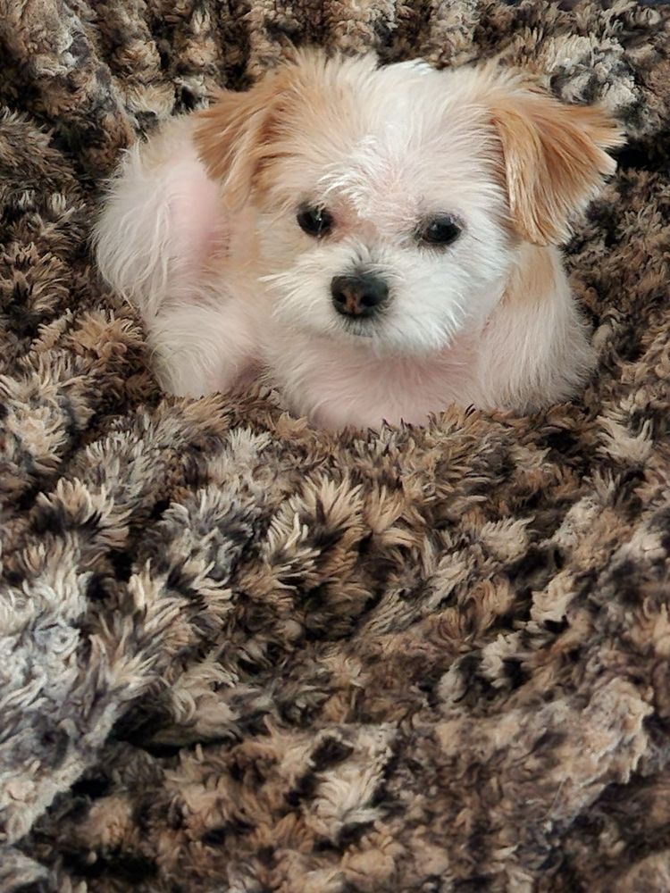 Dandy Dogs Pet Spa Smyrna