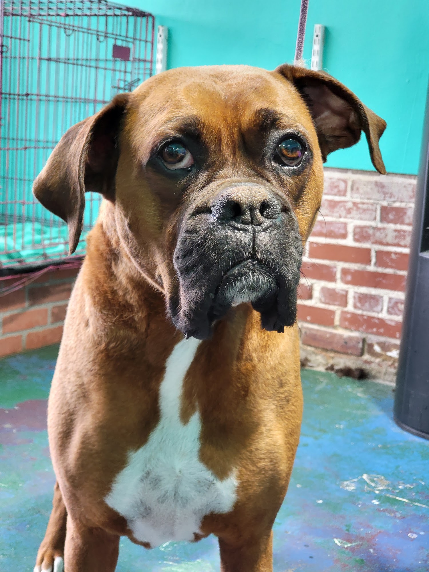 4 Paws Pet Parlor Sylvester