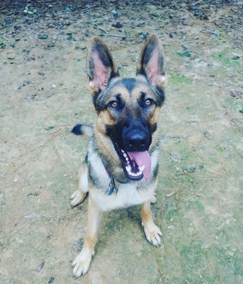 Peachy Perfect K9
