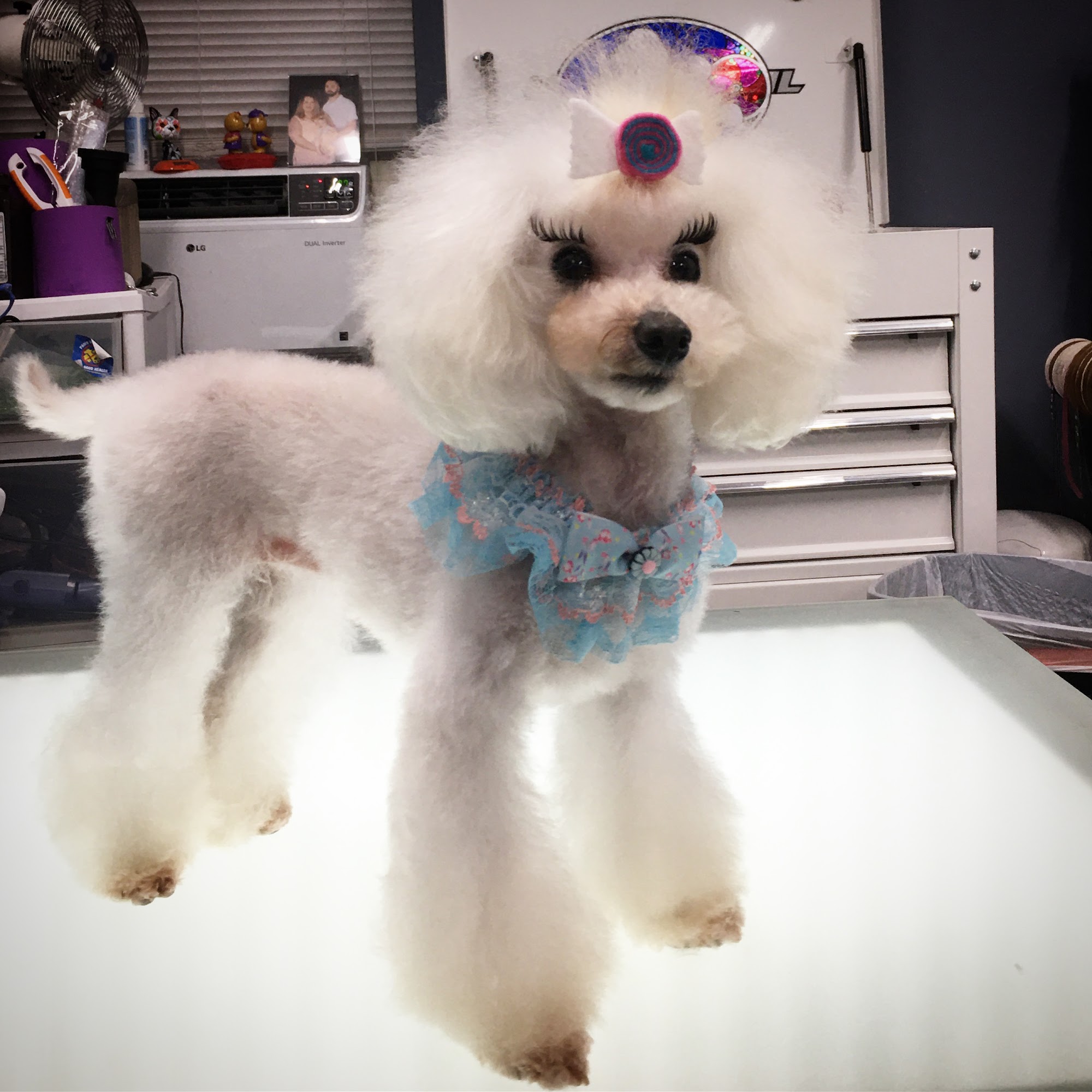 A Doggie Day Spa Valdosta