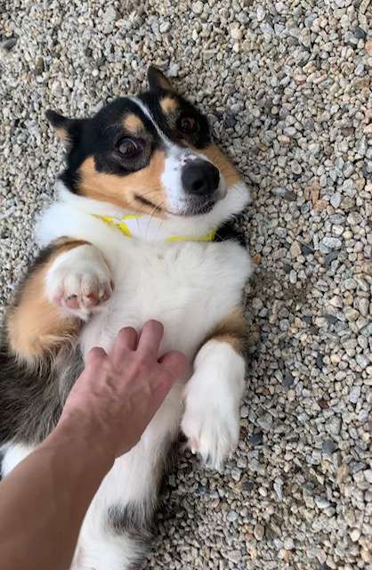 Winding Creek Kennels, Inc. Winder