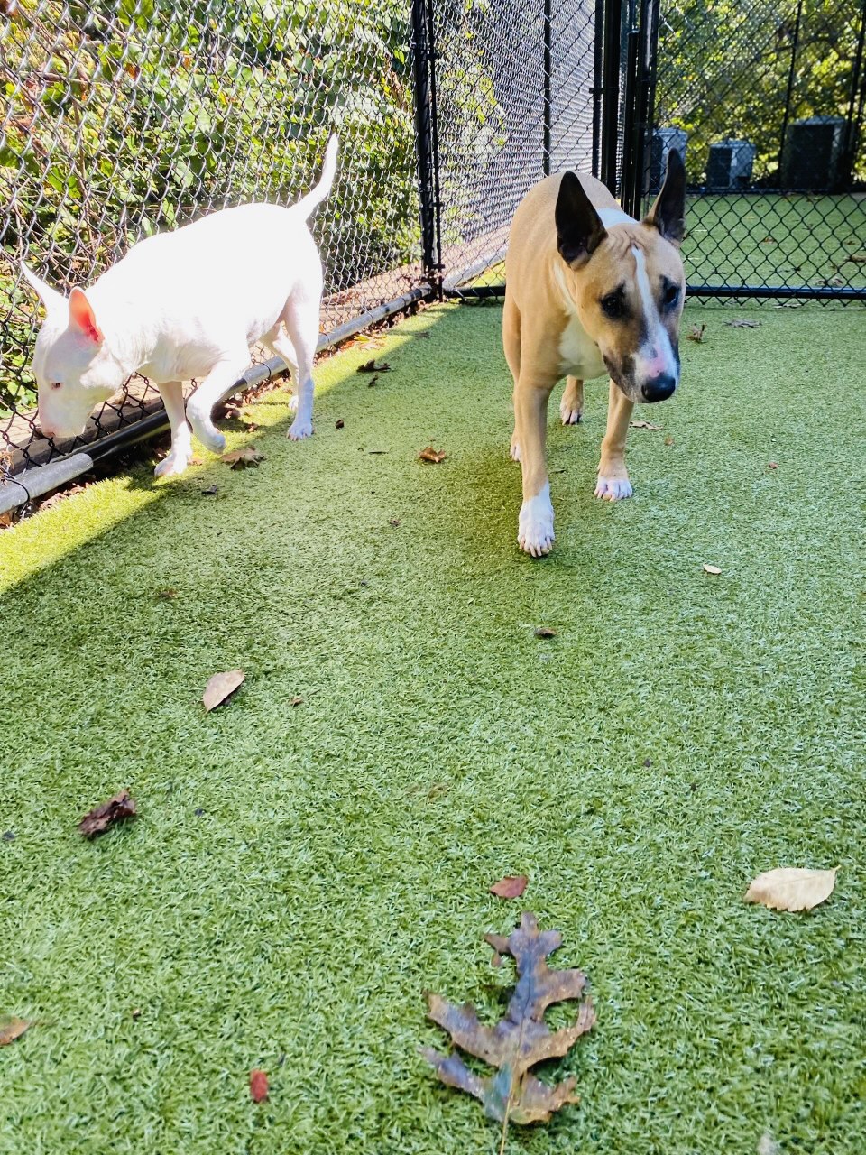 Woodstock Pet Resort Woodstock