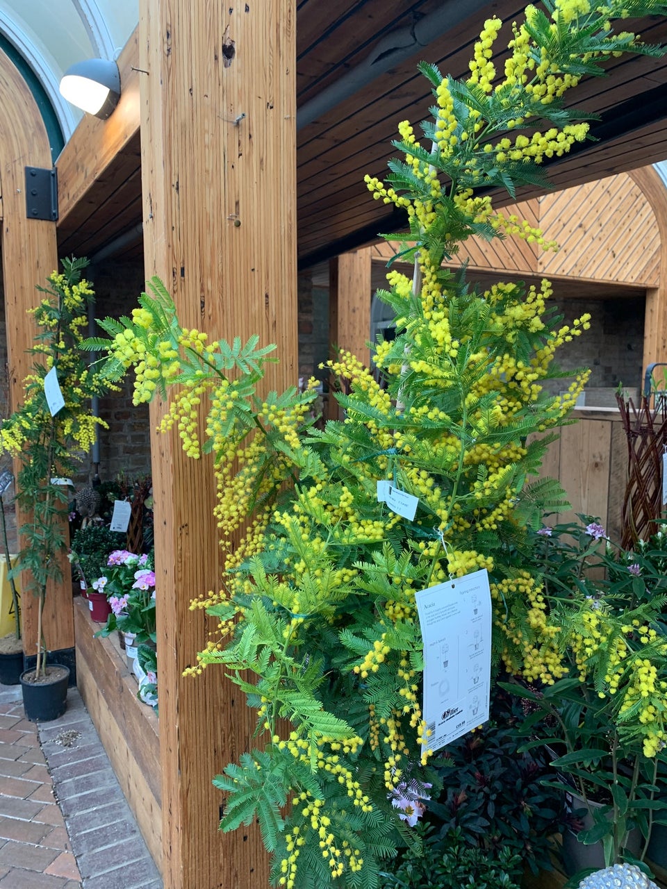 Hillier Garden Centre Syon Park