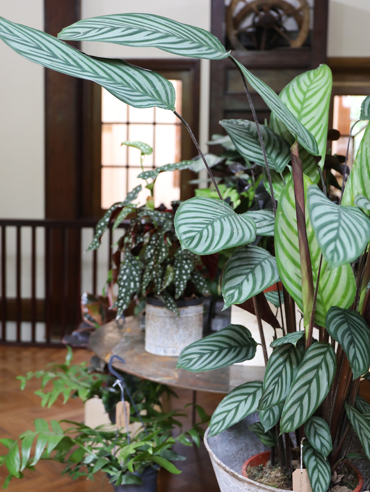 The Garden Room