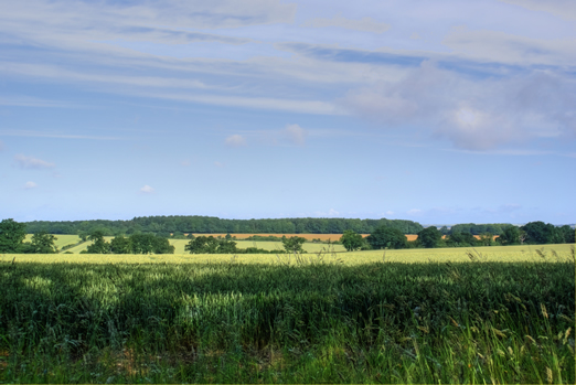 Willowdown Farm