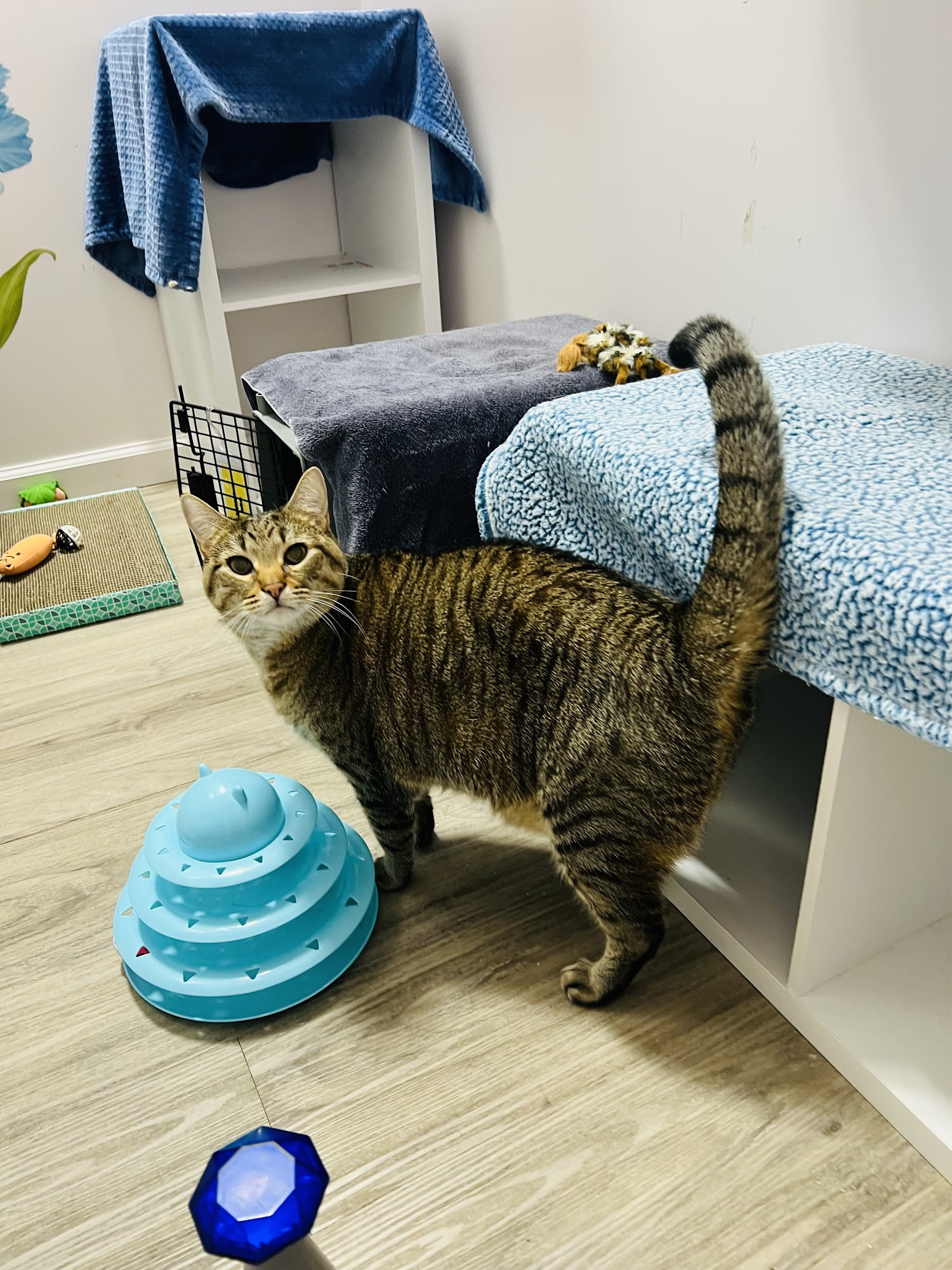 Pounce Hawaii Honolulu