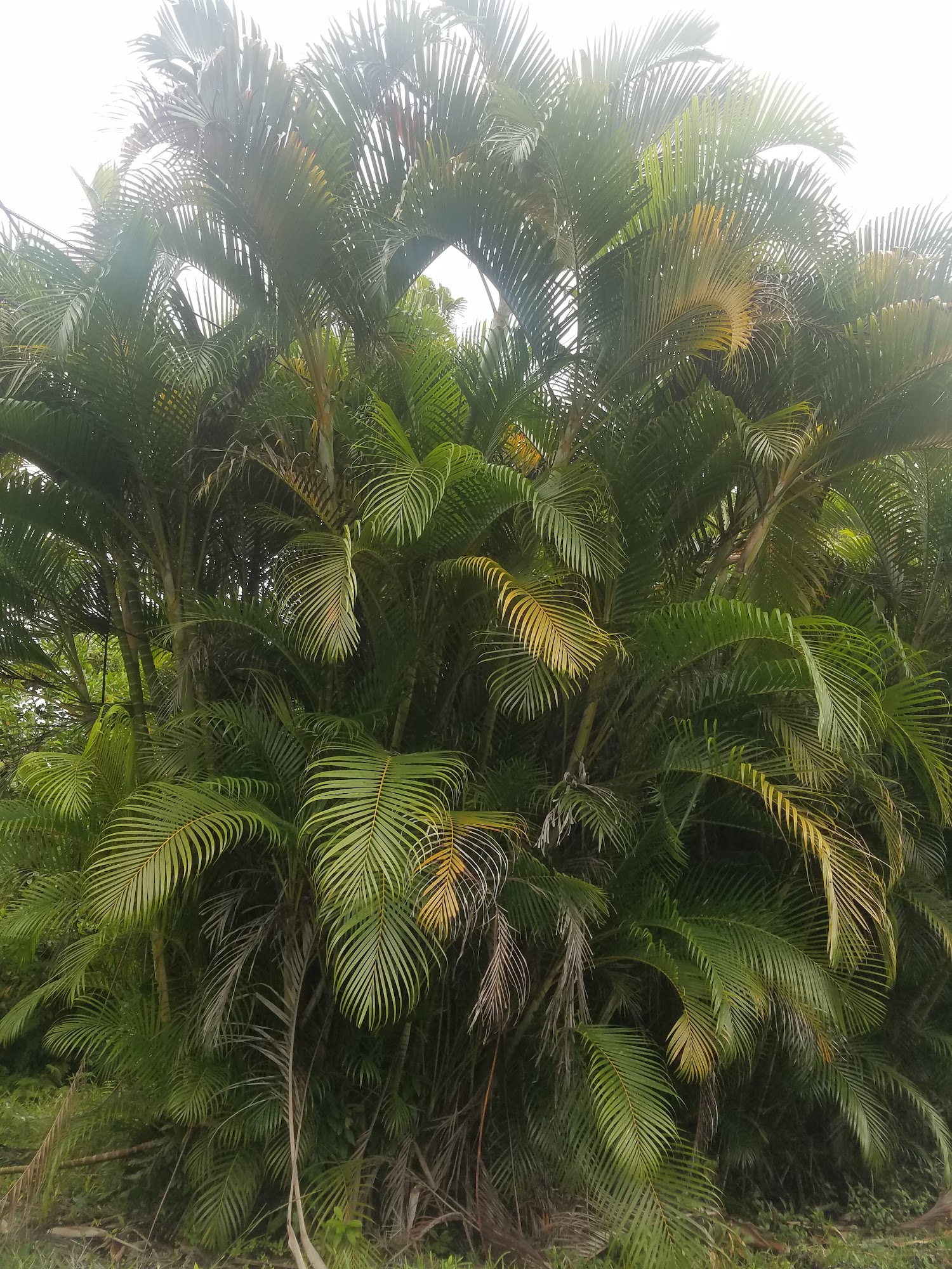 Ko'olau Bed & Biscuit Kaneohe