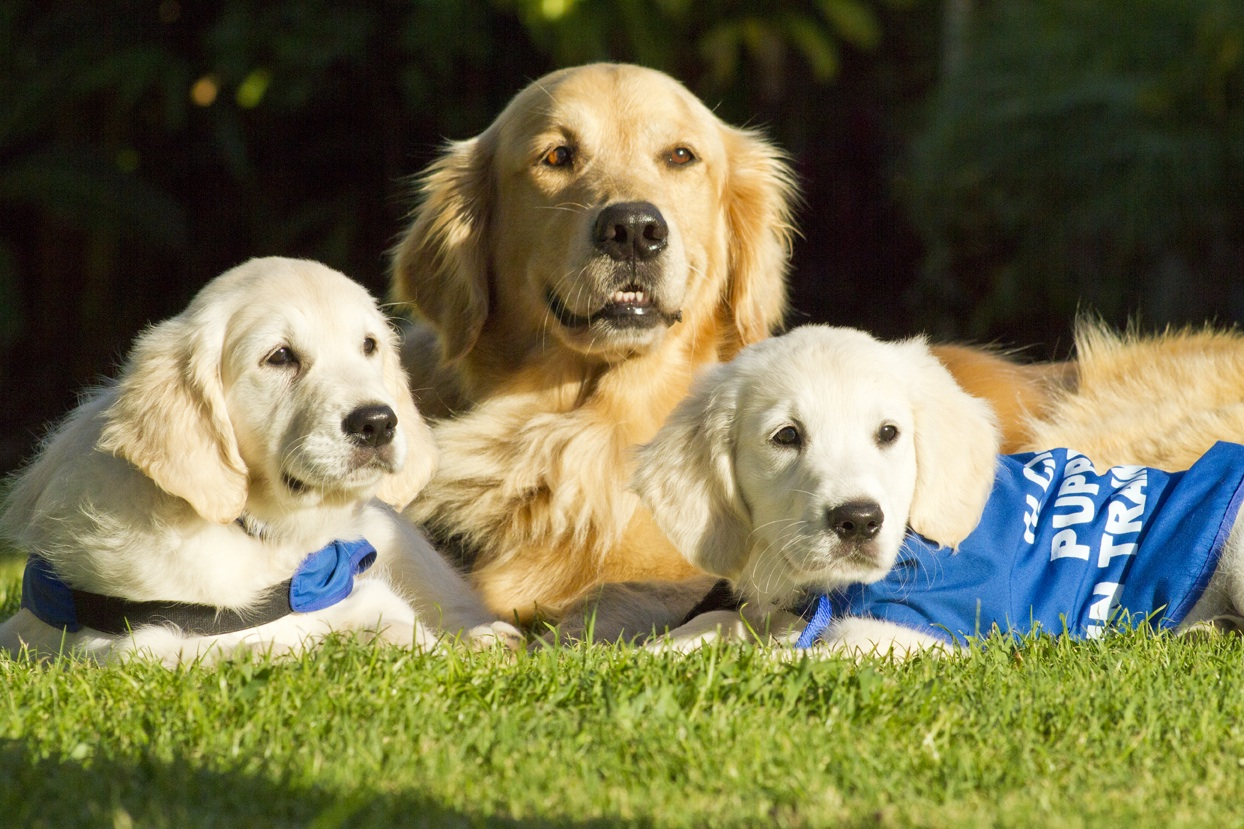 Assistance Dogs of Hawaii