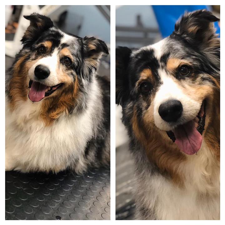 Pampered Pets Salon & Spa Bettendorf