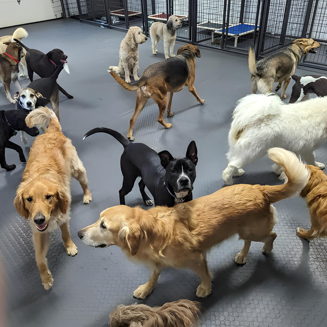 Fast Tracks Canine Activity Center and spa Cedar Falls