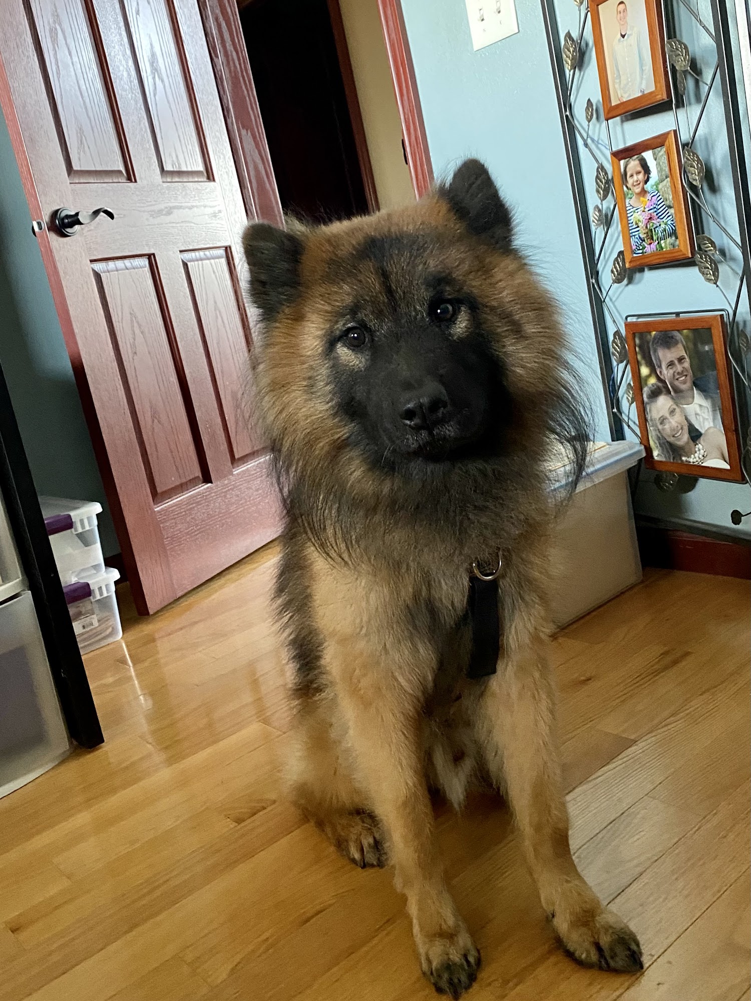 Loyal Start Dog Training, LLC Cedar Falls