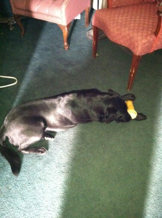 Winterowd Greg DVM Cedar Rapids