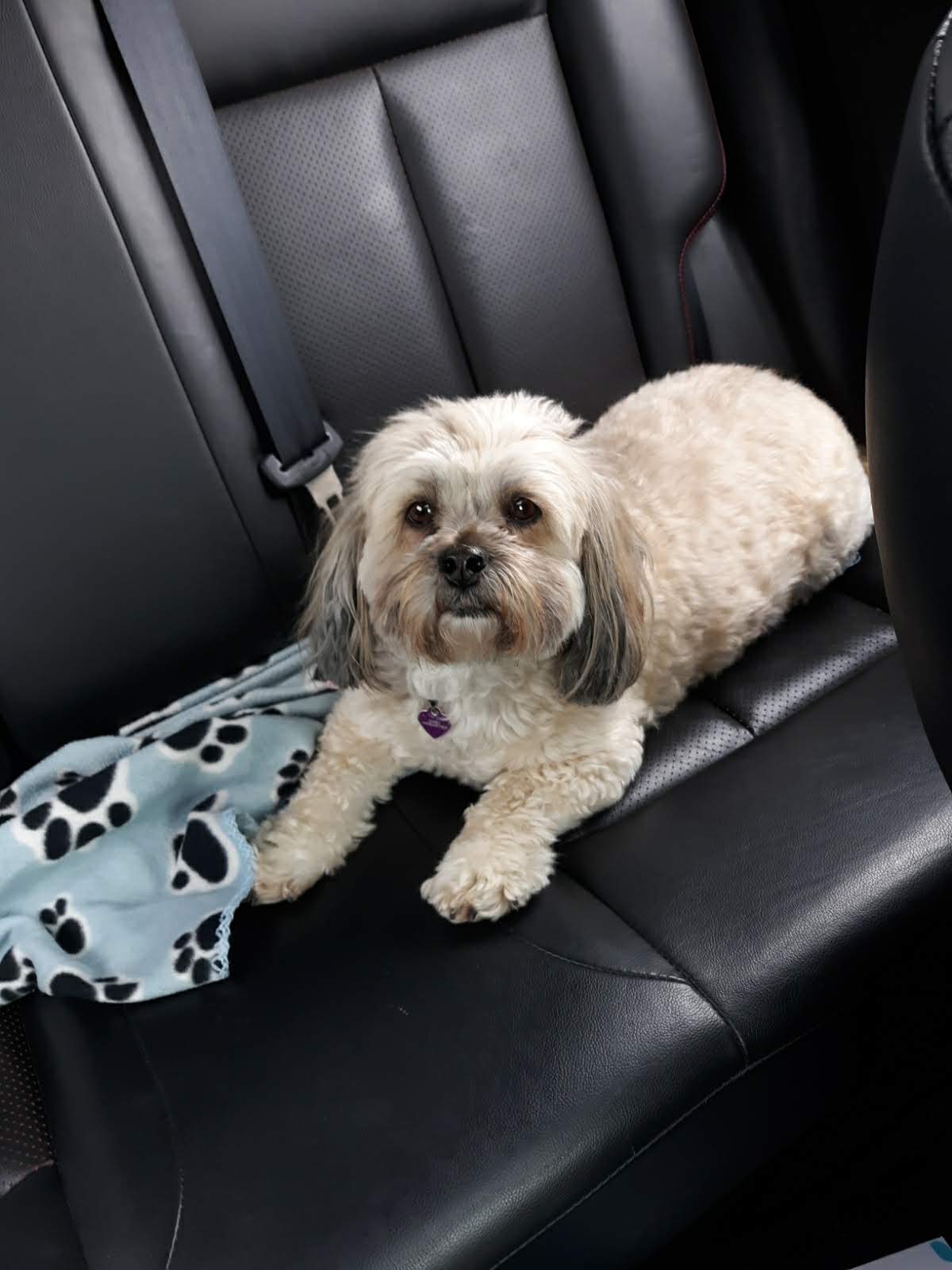 Pampered Petz Cedar Rapids