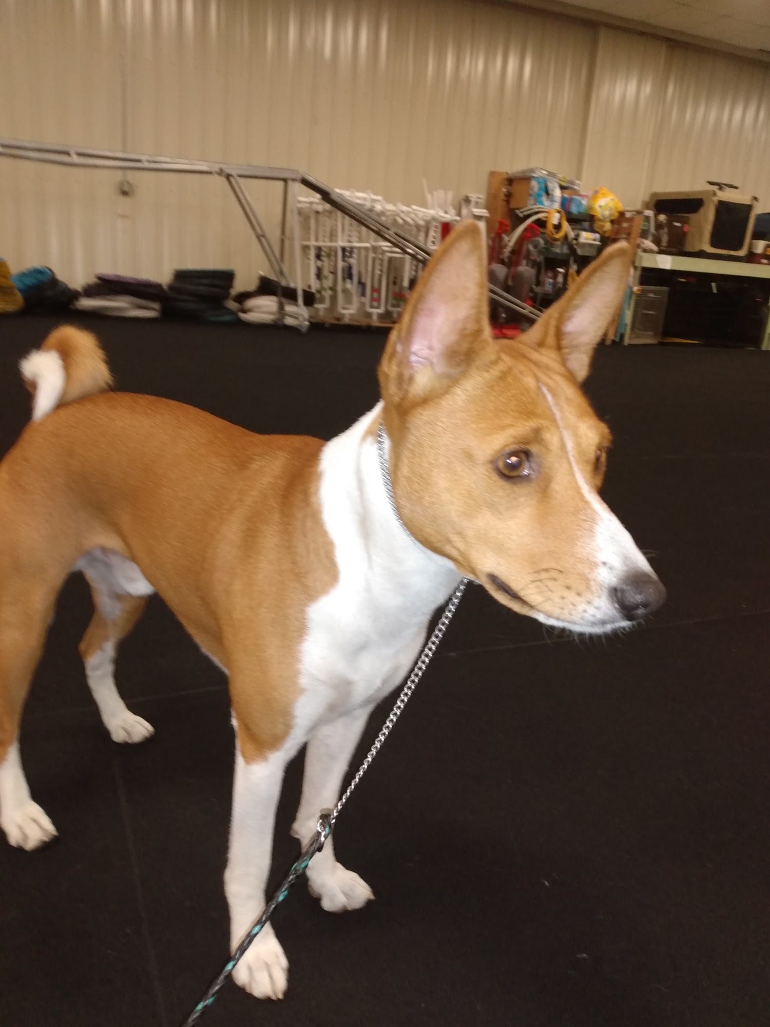 4 R K9's Dog Training Club Cedar Rapids