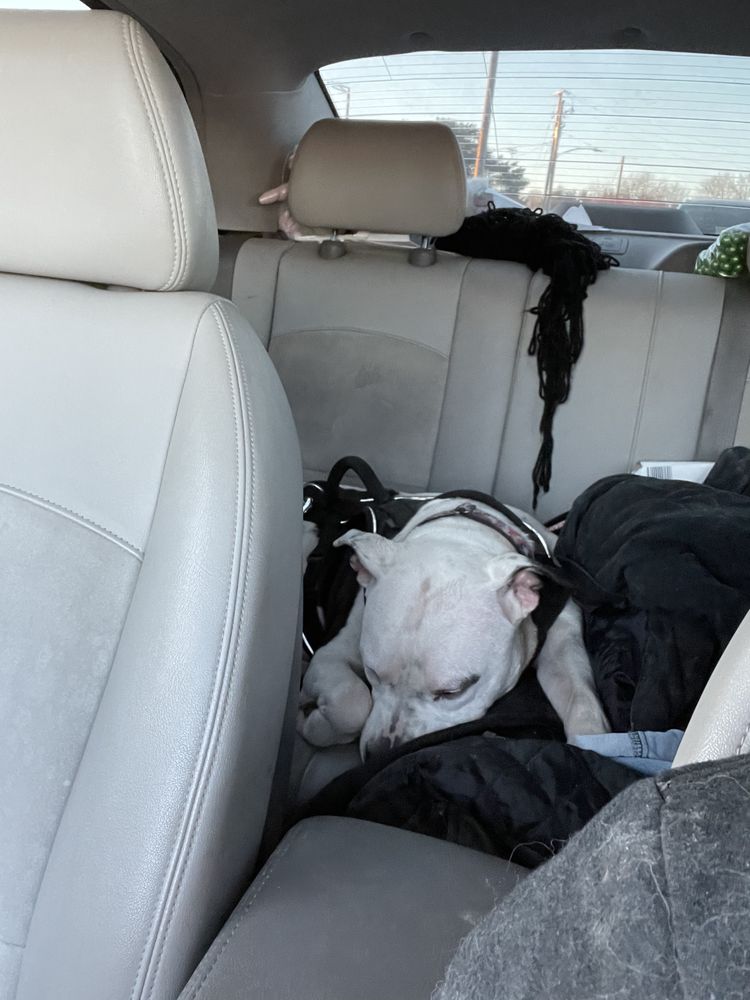 It's a Ruff Life Clive