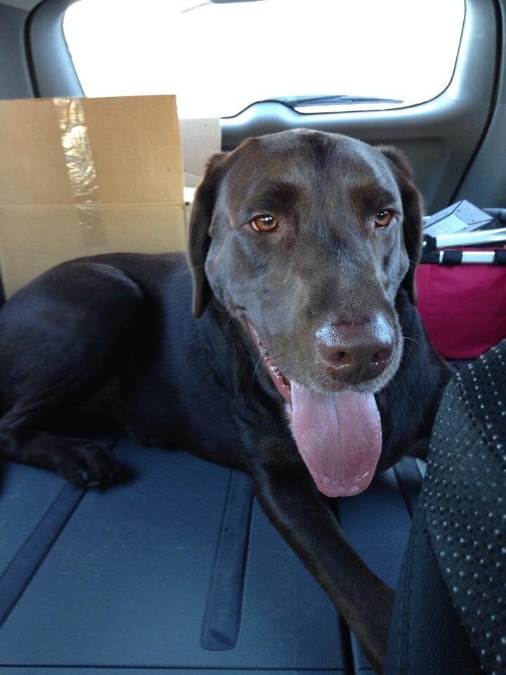 4 Paws Unleashed Inc Des Moines