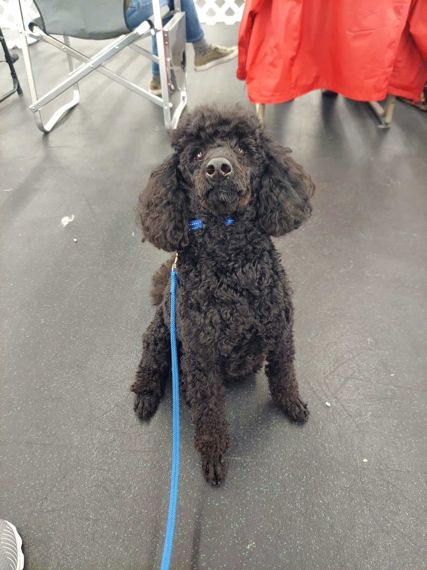 Des Moines Obedience Training Club Des Moines