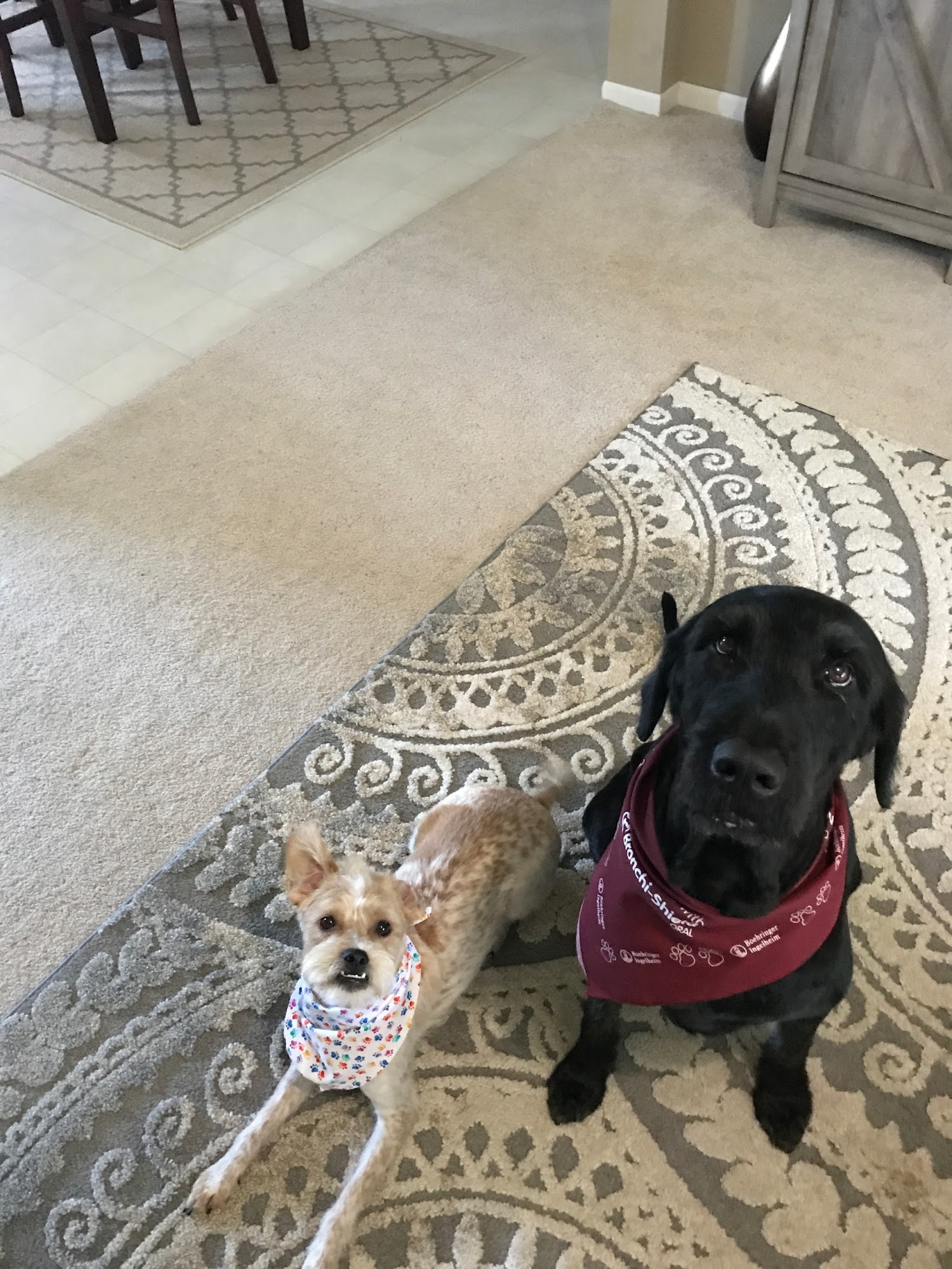 DeWitt Veterinary Clinic PC DeWitt