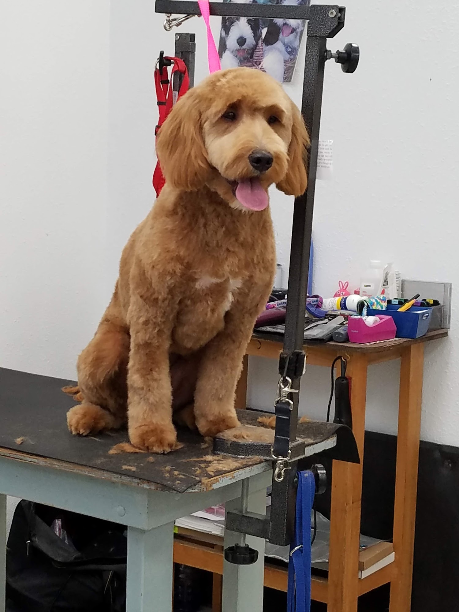 Master's Pride Dog Grooming Boutique Dubuque