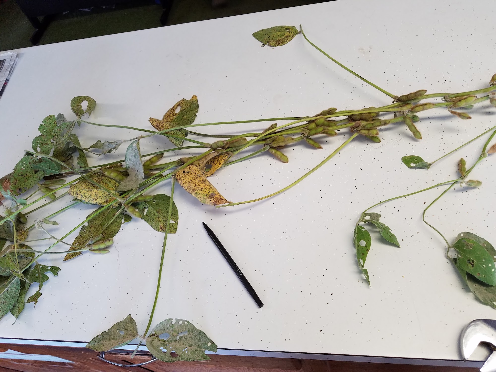 Reiff Grain & Feed Inc. Fairfield