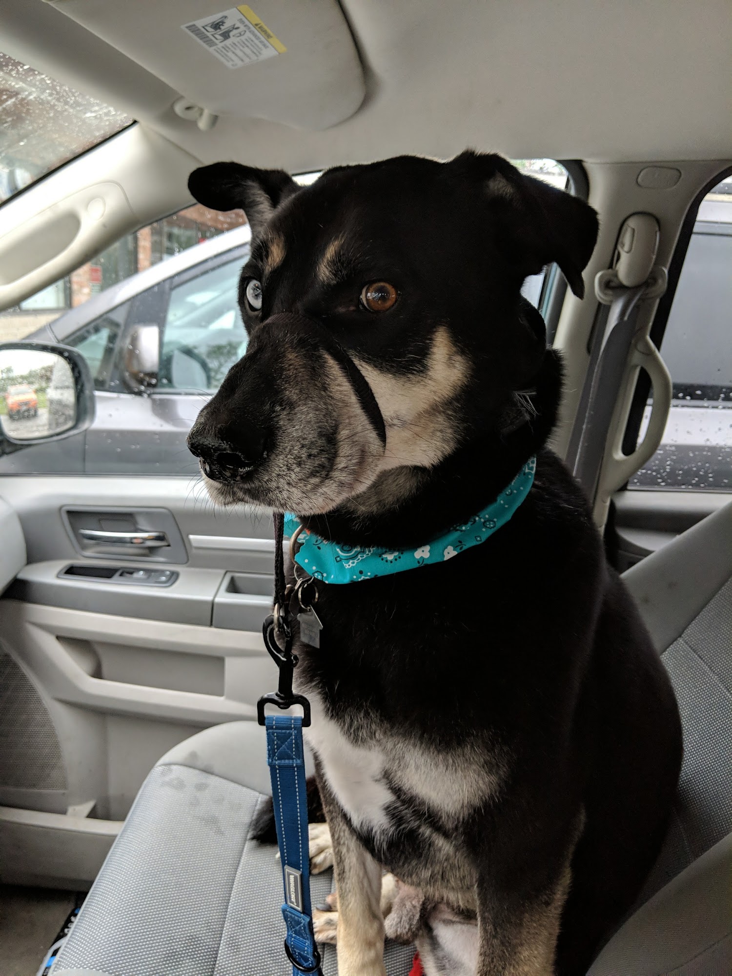 Kim's Animal House Marion