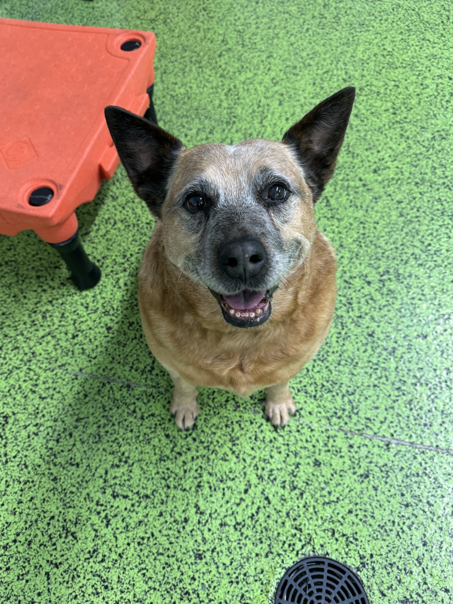 Apple Creek Canine Resort Marion