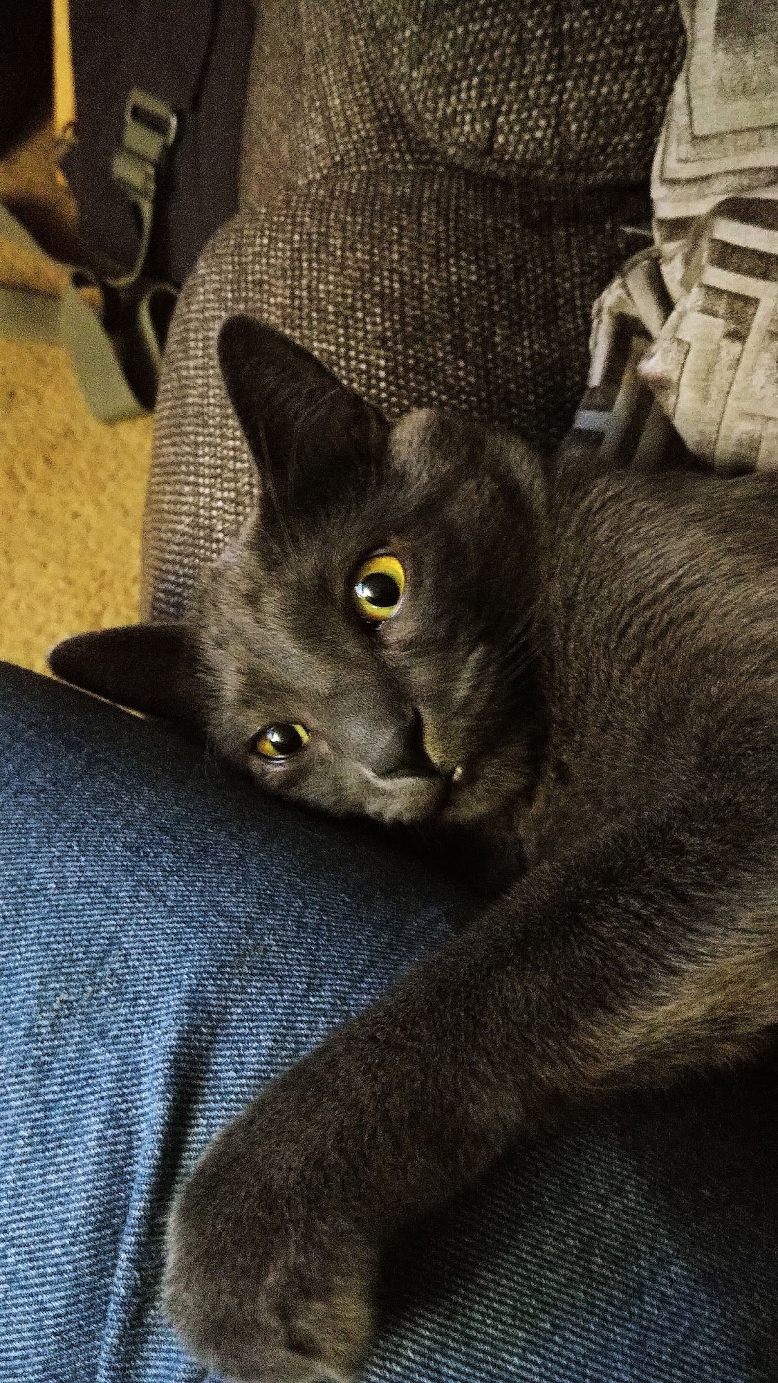 Story County Animal Shelter Nevada