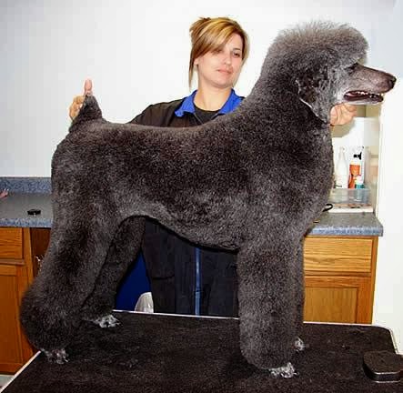 Ay Da Grooming North Liberty