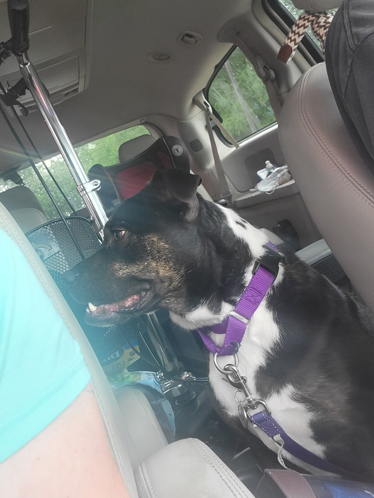 Rover's Ranch Dog Park & Training Runnells