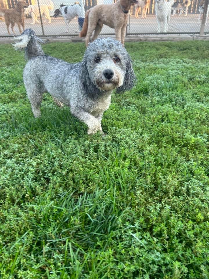 Half Moon Kennels Tiffin