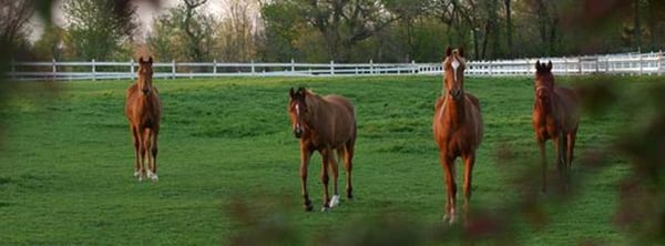 Strands Arabian Stables 3625 Alice Rd, Toddville Iowa 52341