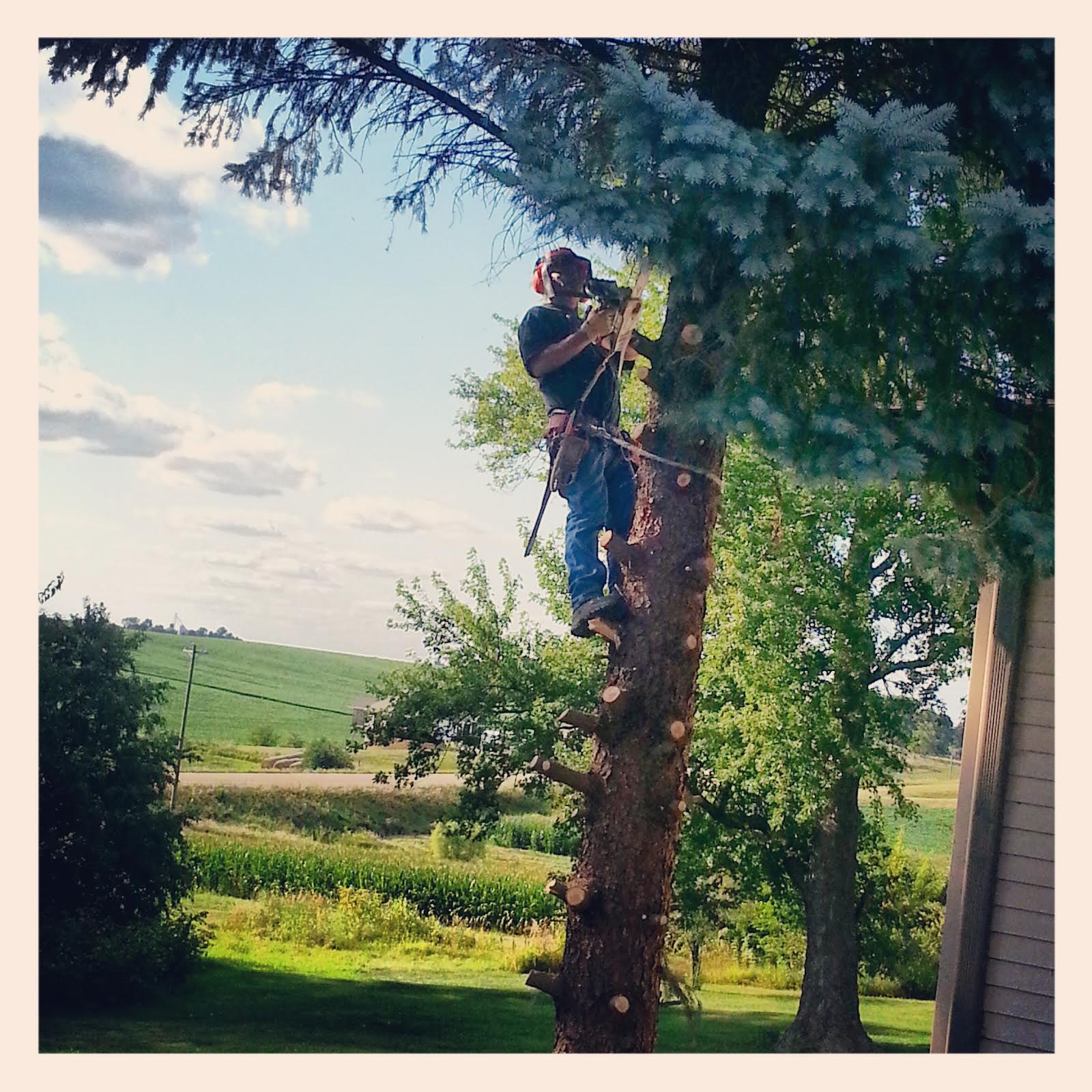 Red Buffalo Tree Services 182 260th St, West Branch Iowa 52358