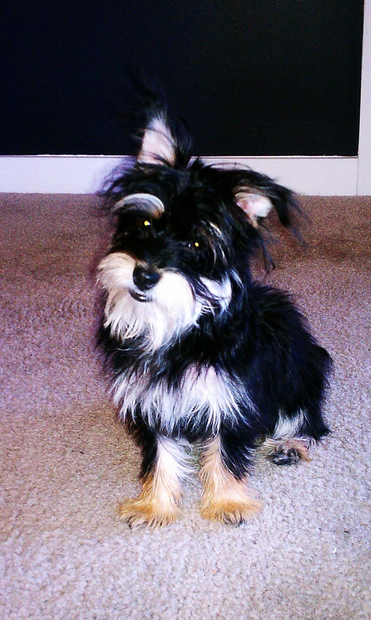 The Collar Club, LLC West Des Moines