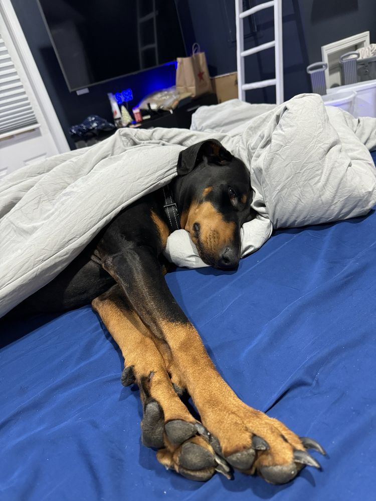 Pets Best Insurance Boise