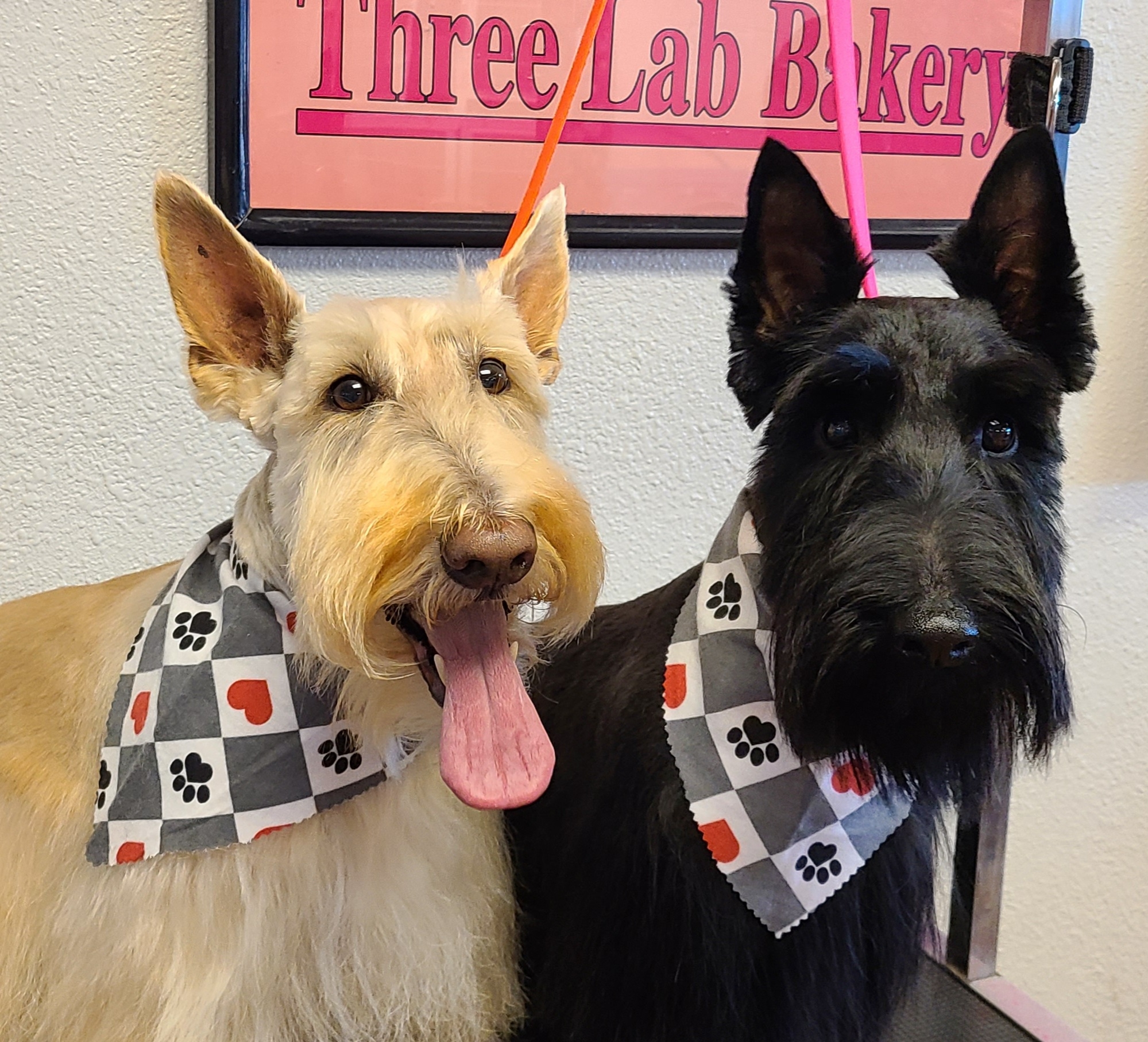 Little Diggers Dog and Cat Grooming. By Appointment Only Boise