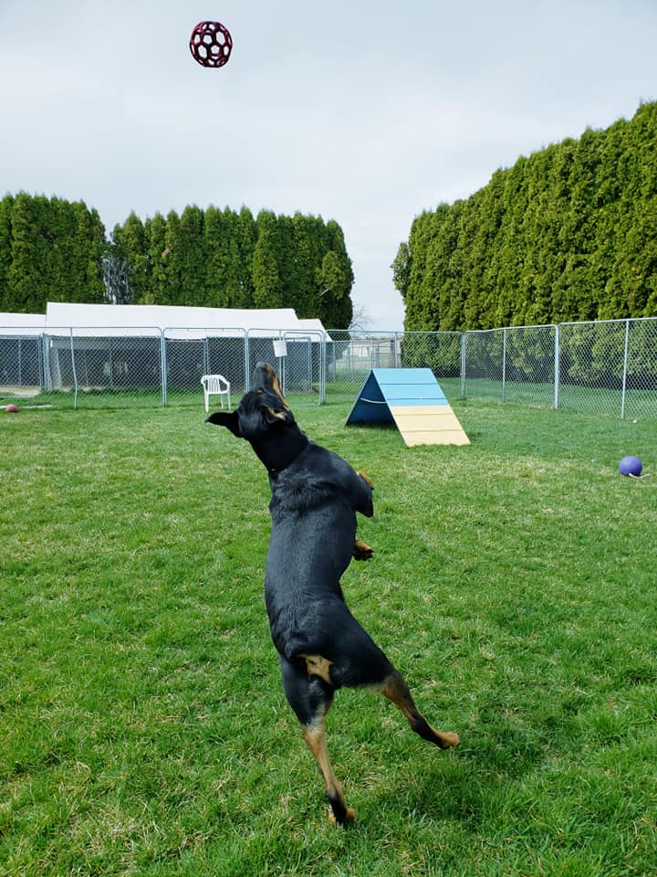 Gem Crest Kennels Boise