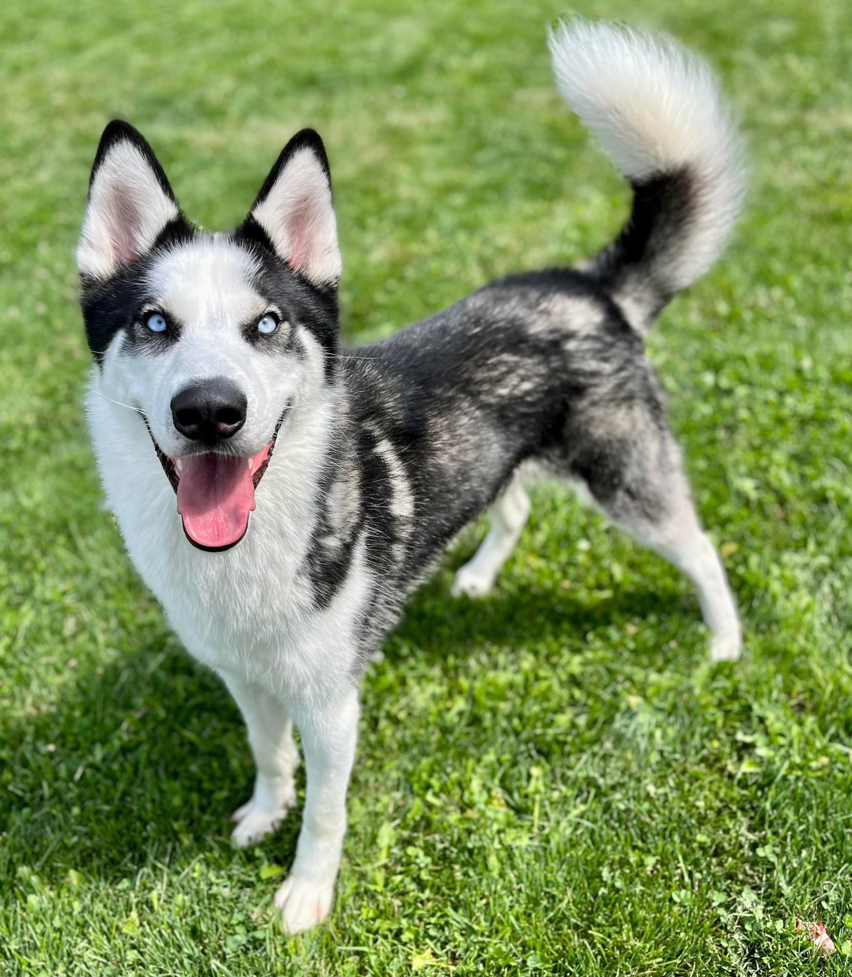 West Valley Humane Society Caldwell