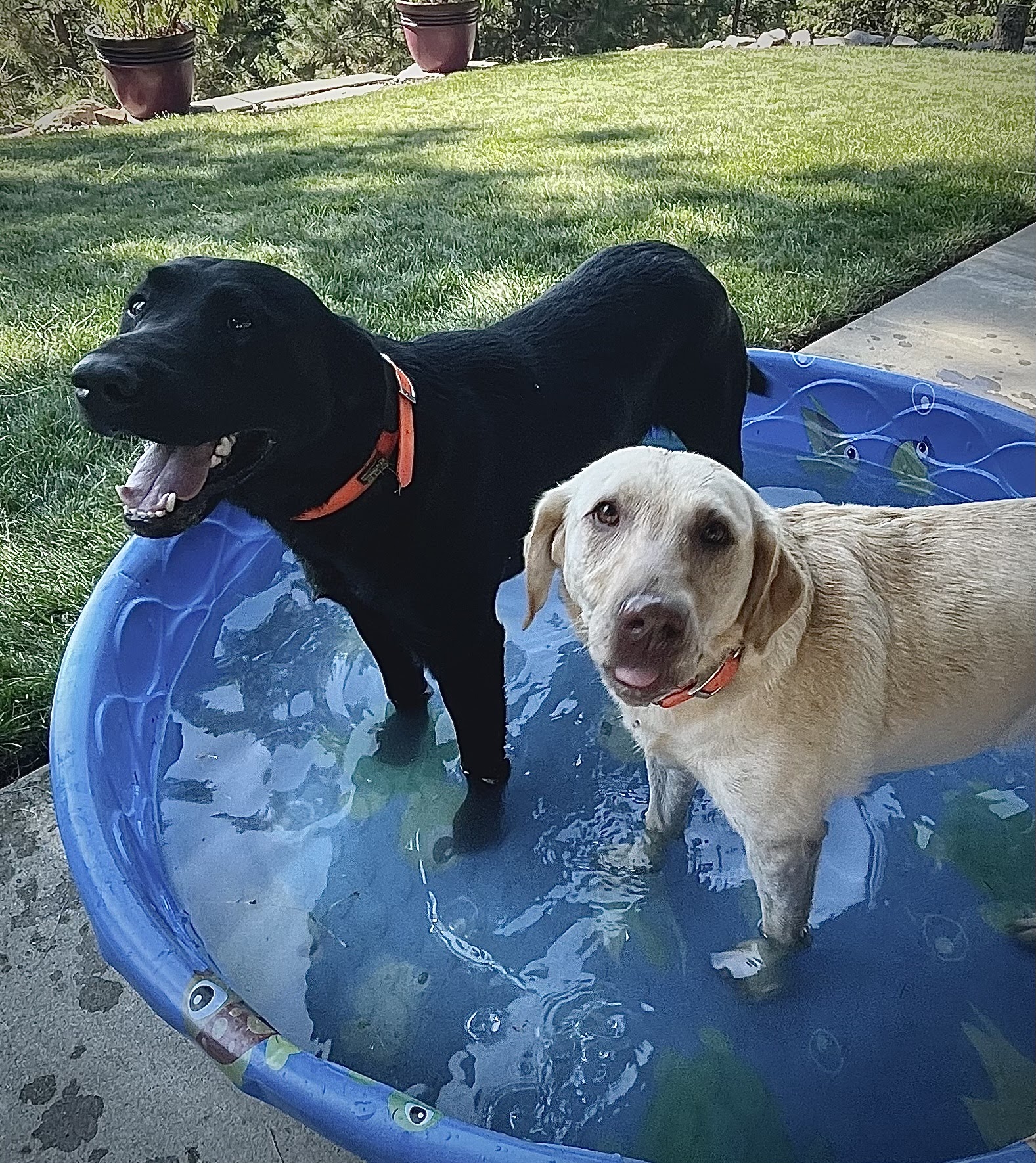 CDA Pet Resort Coeur d'Alene