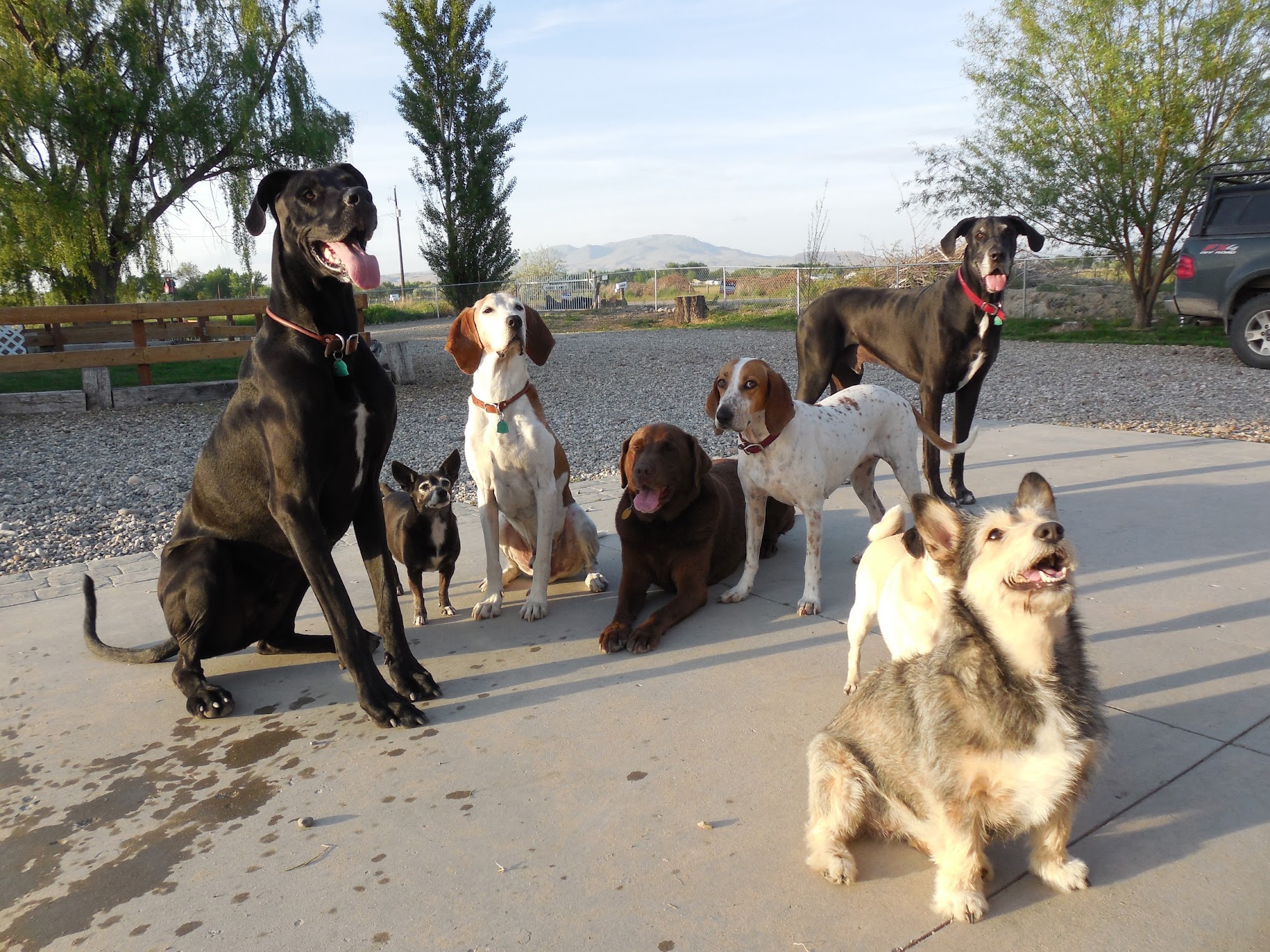 Pet Palace | Emmett Id Dog Grooming & Boarding 1615 Star Ln, Emmett Idaho 83617