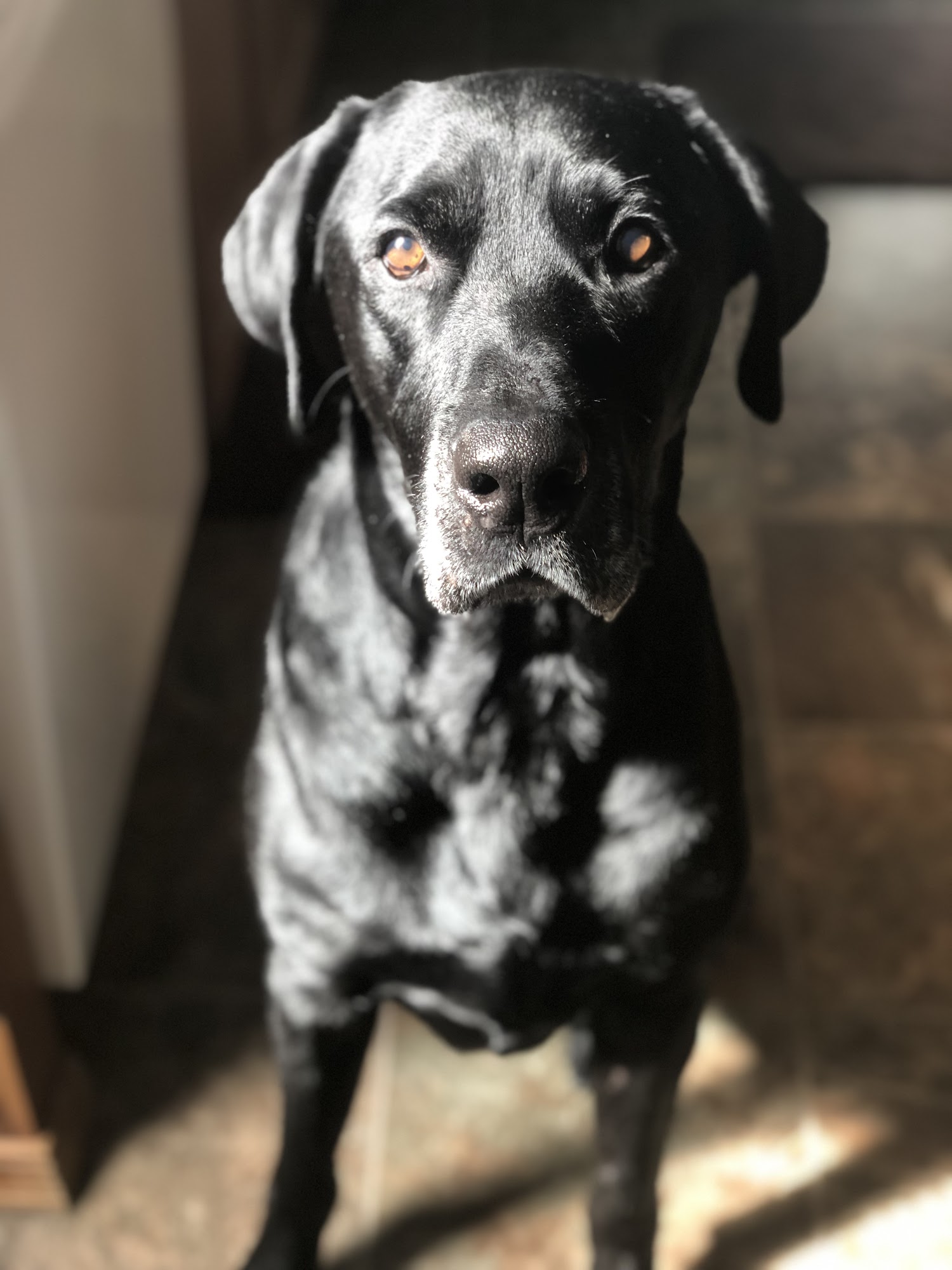 Companions Animal Center, formerly Kootenai Humane Society Hayden